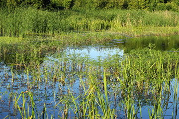 Overgrown lake with reeds and other parasitic plants. Evening time.