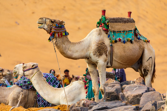 Kamele in der W&uuml;ste bei Assuan, &Auml;gypten am Nil