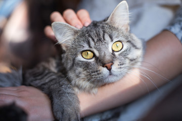 Woman at home holding and hug her lovely fluffy cat. Gray tabby cute kitten with green eyes. Pets, friendship, trust, love, and lifestyle concept. Friend of human. Animal lover. Close up.