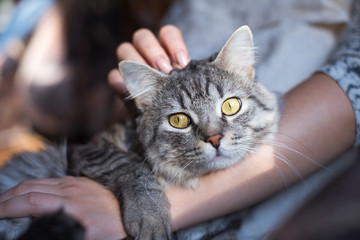 Woman at home holding and hug her lovely fluffy cat. Gray tabby cute kitten with green eyes. Pets, friendship, trust, love, and lifestyle concept. Friend of human. Animal lover. Close up.
