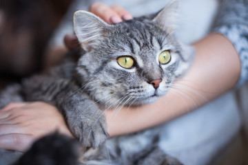 Woman at home holding and hug her lovely fluffy cat. Gray tabby cute kitten with green eyes. Pets, friendship, trust, love, and lifestyle concept. Friend of human. Animal lover. Close up.