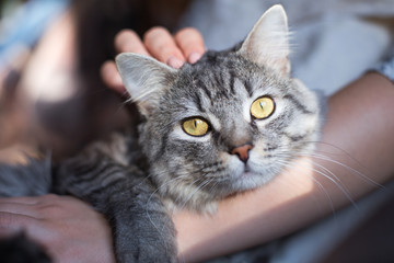 Woman at home holding and hug her lovely fluffy cat. Gray tabby cute kitten with green eyes. Pets, friendship, trust, love, and lifestyle concept. Friend of human. Animal lover. Close up.