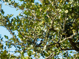 Buxus sempervirens - Le buis commun, un arbuste toujours vert aux petites feuilles ovales sur de courtes branches