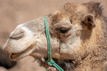 Portrait de dromadaire