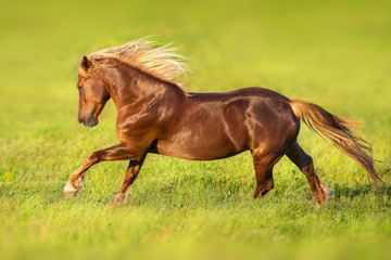 Obraz premium Red horse with long blond mane in motion on springmeadow
