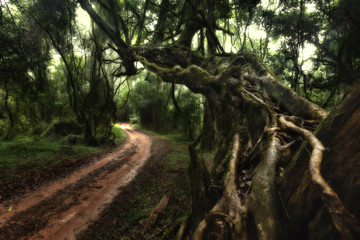Dirt track running past an old tree in mist covered forest in artistic conversion