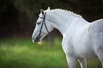 White horse portrait on dark background