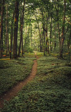 Pathway amidst trees in forest