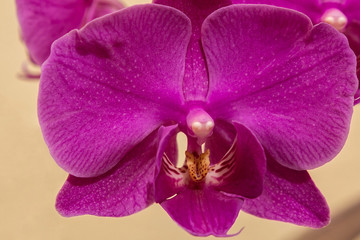 Fototapeta na wymiar Purple orchid is close and its petals. Beautiful orchid flower
