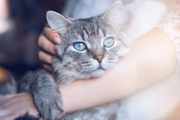 Woman at home holding her lovely fluffy cat. Gray tabby cute kitten with blue eyes. Pets, friendship, trust, love, and lifestyle concept. Friend of human. Animal lover.