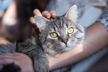 Woman at home holding and hug her lovely fluffy cat. Gray tabby cute kitten with green eyes. Pets, friendship, trust, love, and lifestyle concept. Friend of human. Animal lover. Close up.