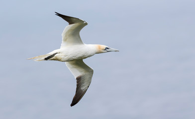 Fototapeta na wymiar Lone northern gannet gliding on the wind along a cliff on Shetland Islands