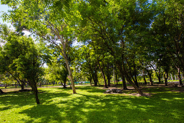 Green scenery of city public park