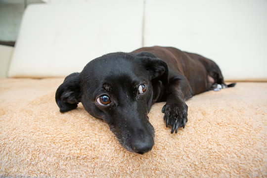 Black Dog On The Couch