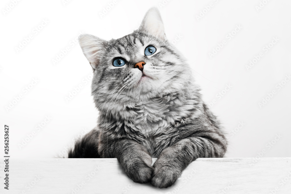 Wall mural Funny large longhair gray tabby cute kitten with beautiful blue eyes. Pets and lifestyle concept. Lovely fluffy cat on grey background.