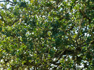 Fototapeta na wymiar Buxus sempervirens - Le buis commun, un arbuste toujours vert aux petites feuilles ovales sur de courtes branches