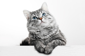 Fototapeta Funny large longhair gray tabby cute kitten with beautiful blue eyes. Pets and lifestyle concept. Lovely fluffy cat on grey background. obraz