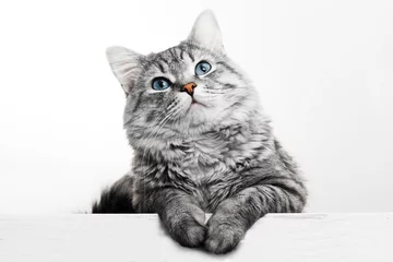Poster Funny large longhair gray tabby cute kitten with beautiful blue eyes. Pets and lifestyle concept. Lovely fluffy cat on grey background. © KDdesignphoto