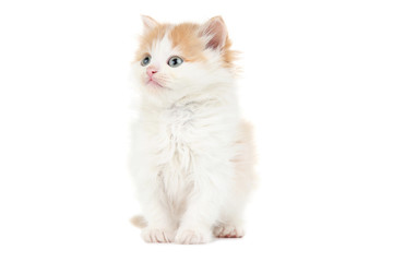 Fototapeta na wymiar Cute kitten isolated on white background
