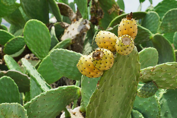 Feigen-Kaktus mit gelben Früchten in Malta