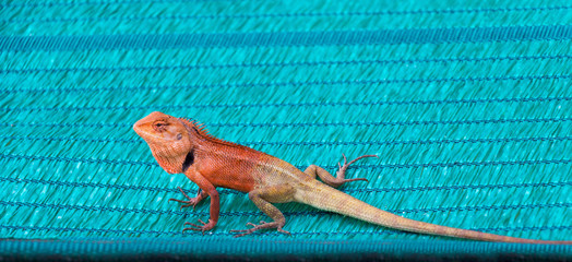 Oriental garden lizard or Calotes versicolor in tropical forest asia on green background,...