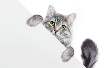 Foto op Plexiglas Grappig grijs gestreepte katkatje dat plakkaat met ruimte voor tekst toont. Mooie pluizige grappige kat met bord op geïsoleerde achtergrond. Bovenkant van het hoofd van de kat met poten omhoog, glurend over een lege witte banner. © KDdesignphoto
