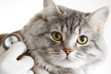 Veterinarian at vet clinic are examining cute grey cat with stethoscope. Medicine, pet, animals and people concept.