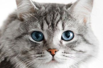 Funny large longhair gray tabby cute kitten with beautiful blue eyes. Pets and lifestyle concept....