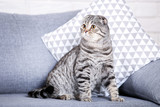 Cute cat with pillow sitting on grey sofa