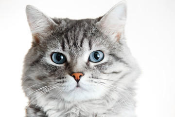Funny large longhair gray tabby cute kitten with beautiful blue eyes. Pets and lifestyle concept....