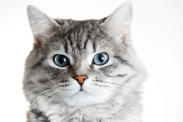 Fototapeten Funny large longhair gray tabby cute kitten with beautiful blue eyes. Pets and lifestyle concept. Lovely fluffy cat on grey background. © KDdesignphoto