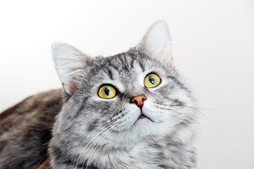 Funny large longhair gray tabby cute kitten with beautiful yellow eyes. Pets and lifestyle concept. Lovely fluffy cat on grey background.