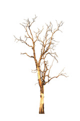 Dry tree dead on  white background