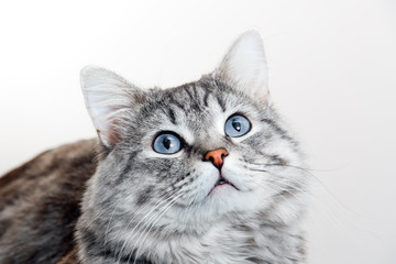 Fototapeta na wymiar Funny large longhair gray tabby cute kitten with beautiful blue eyes. Pets and lifestyle concept. Lovely fluffy cat on grey background.