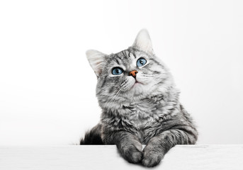 Funny large longhair gray tabby cute kitten with beautiful blue eyes. Pets and lifestyle concept....