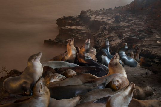 Seals relaxing on rock formation near sea