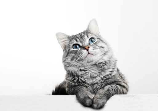 Funny large longhair gray tabby cute kitten with beautiful blue eyes. Pets and lifestyle concept. Lovely fluffy cat on grey background.