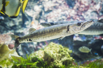 Barracuda