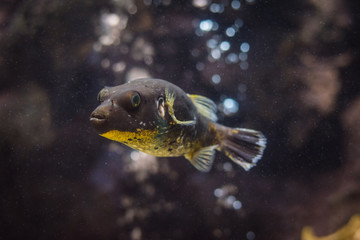 Puffer fish
