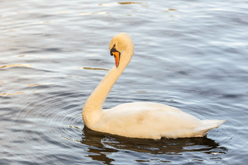 Obraz premium A single swan swimming on the calm lake