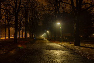 tree  alley at night in the park