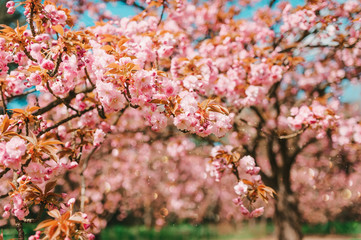 Cherry blossom flowers , sakura flowering tree