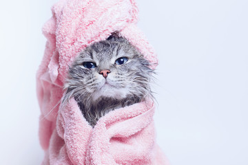 Funny smiling wet gray tabby cute kitten after bath wrapped in pink towel with blue eyes. Pets and lifestyle concept. Just washed lovely fluffy cat with towel around his head on grey background.