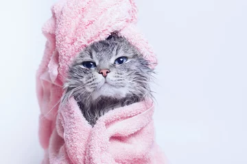  Funny smiling wet gray tabby cute kitten after bath wrapped in pink towel with blue eyes. Pets and lifestyle concept. Just washed lovely fluffy cat with towel around his head on grey background. © KDdesignphoto