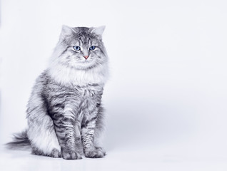 Funny large longhair gray tabby cute kitten with beautiful blue eyes. Pets and lifestyle concept....