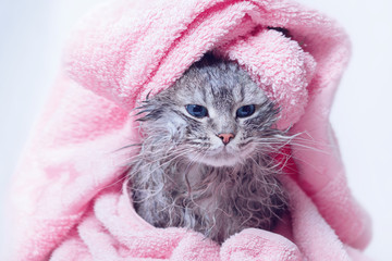 Funny wet sad gray tabby cute kitten after bath wrapped in pink towel with blue eyes. Pets and...