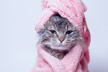 Funny wet sad gray tabby cute kitten after bath wrapped in pink towel with yellow eyes. Pets concept. Just washed lovely fluffy cat with towel around his head on grey background.