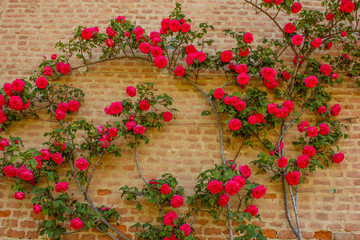 a roses climb on a brick wall /an explosion of blooming coloured  roses
