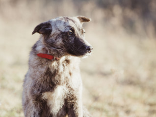 Happy adopted stray dog  