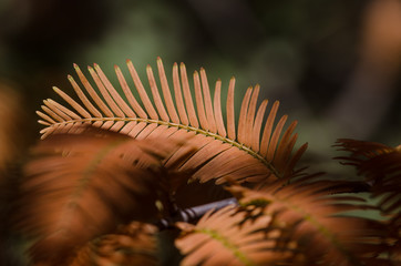 The Golden Needles of the Dawn Redwood in Autumn